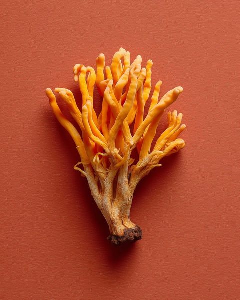 Golden dried cordyceps flower mushrooms in a small dish, the caffeine-free stamina adaptogen in our chicken broth Golden dried cordyceps flower mushrooms in a small dish, the caffeine-free stamina adaptogen in our chicken broth